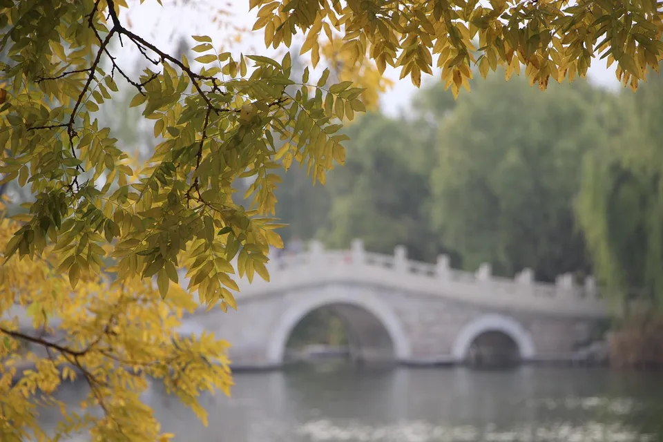 tree, leaves, bridge, stone bridge, foliage, autumn leaves, nature, autumn season, autumn foliage, river, woods, outdoors, forest